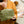 Load image into Gallery viewer, Tarp Busy Bee Zippered Pouch - Zen Ladies