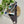 Load image into Gallery viewer, Lovies - 5