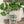 Load image into Gallery viewer, Plants and Coffee Can Glass Cup