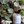 Load image into Gallery viewer, Organic Soy Candle | Texas Bourbon Pecan - 2