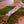 Load image into Gallery viewer, Strawberry Fields Lanyard - 2