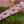 Load image into Gallery viewer, Strawberry Fields Lanyard - 1
