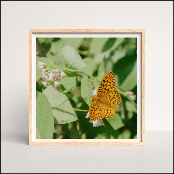 Butterfly in the Tetons Print