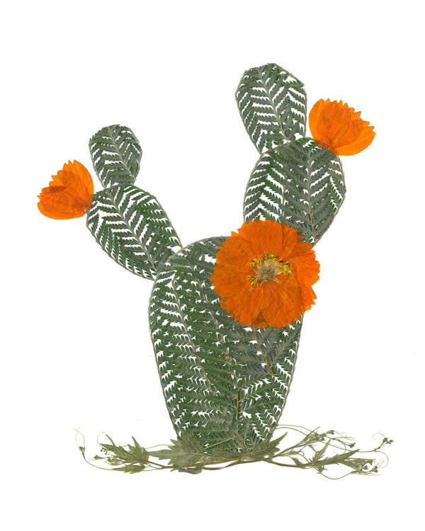 611fc05e3c4ce80992caae23_cactus.pdf_1790095654888.jpg