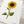 Load image into Gallery viewer, 611fc05e3c4ce80992caae23_sunflower-print-close-up-detail_1791290474531.jpg
