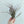 Load image into Gallery viewer, Tillandsia Brachycaulus  Air Plant
