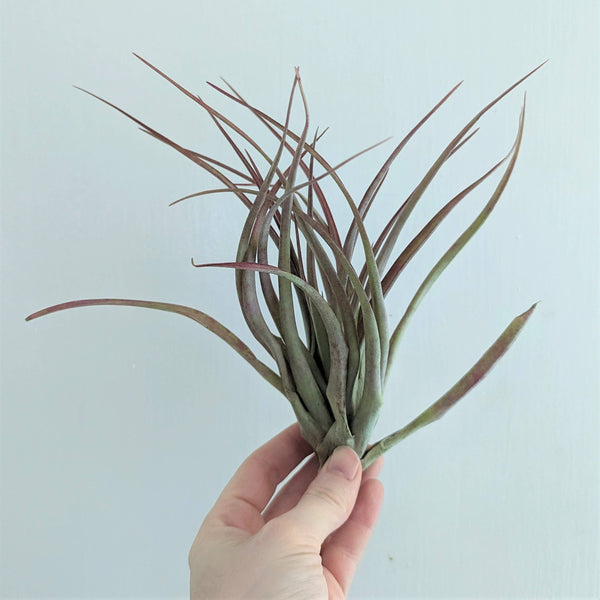 Tillandsia Brachycaulus  Air Plant