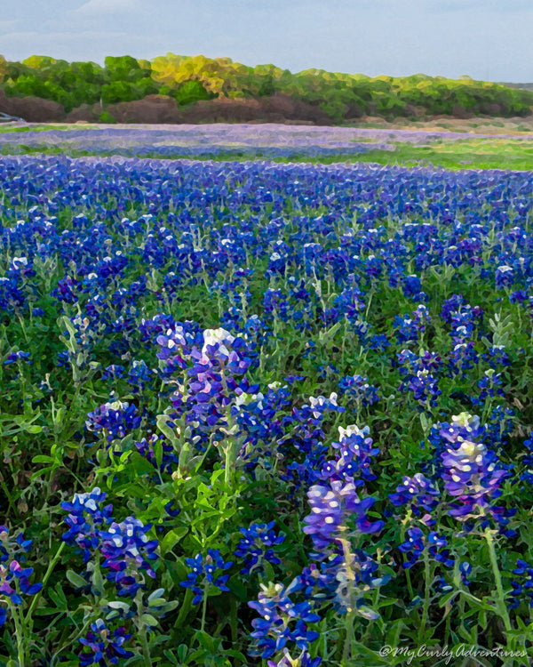 Digital Watercolor Art Print | Texas Bluebonnets - 1