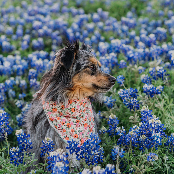 Bed of Roses Dog Bandana - 2