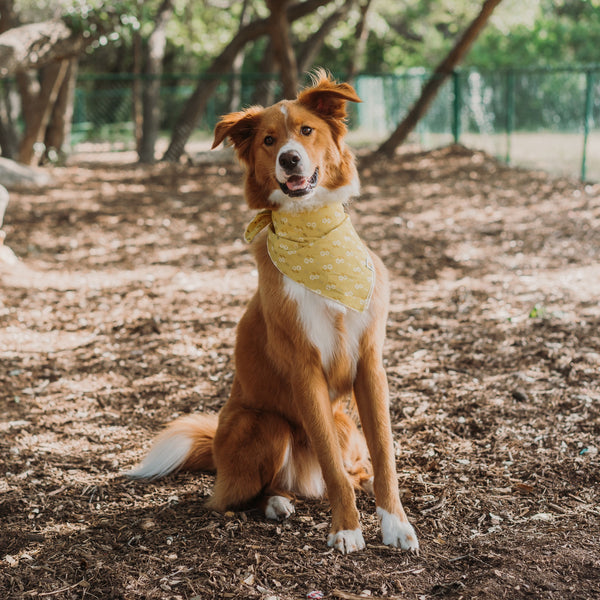 Daisy Yellow Dog Bandana - 2