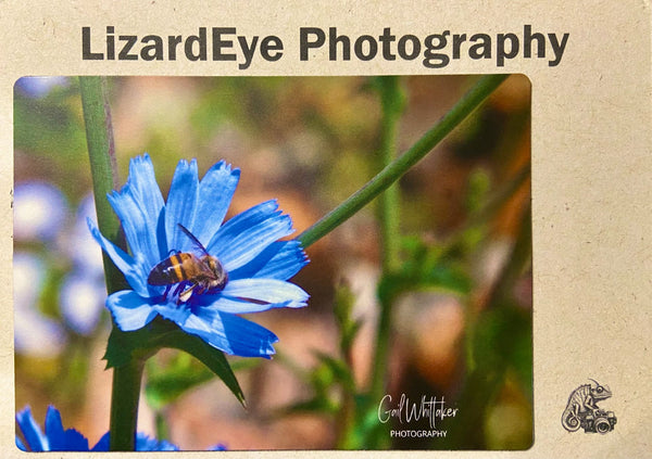 Cornflower with Bee Photography Print - 1