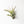 Load image into Gallery viewer, Tillandsia Brachycaulus  Air Plant
