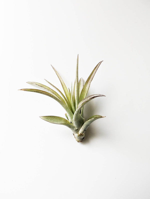 Tillandsia Brachycaulus  Air Plant