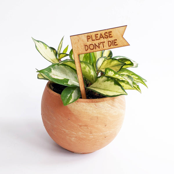 Plant Pick - Please Don't Die