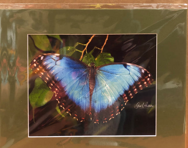 Blue Morpho Butterfly Photography Print