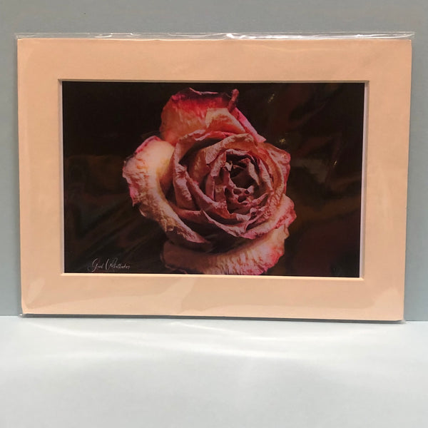 Antique Rose Photography Print