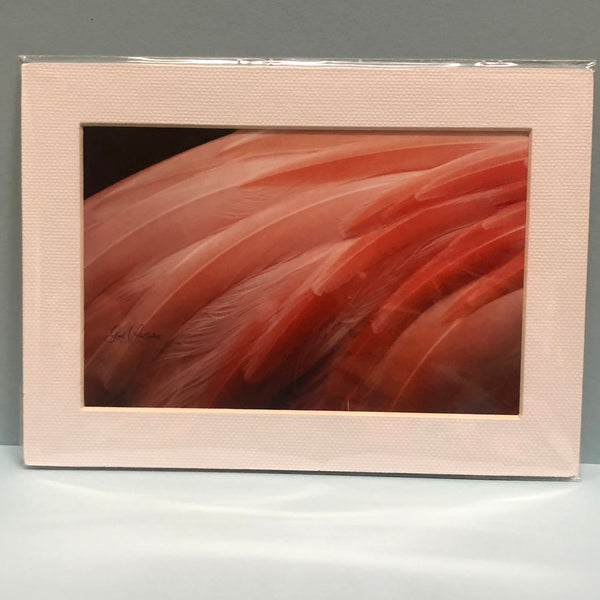 Flamingo Feathers Photography Print Series