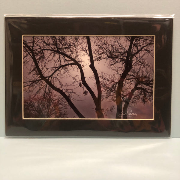 Moon Behind the Trees Photography Print