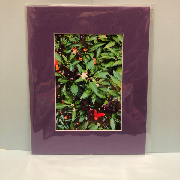 Ornamental Peppers Photography Print