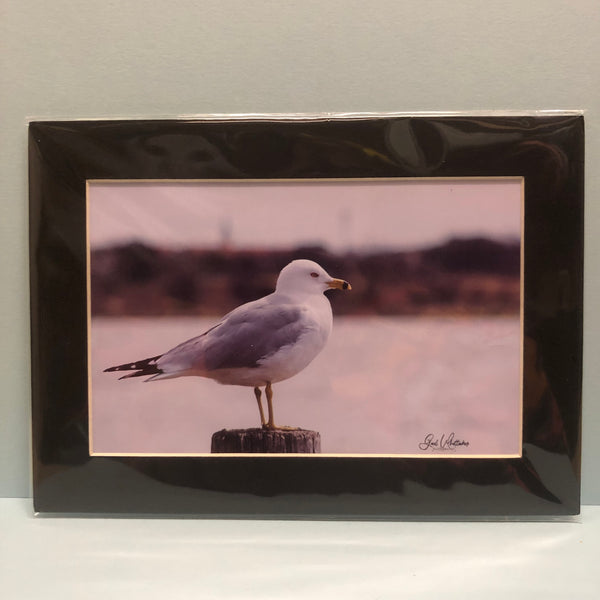 Seagull Photography Print