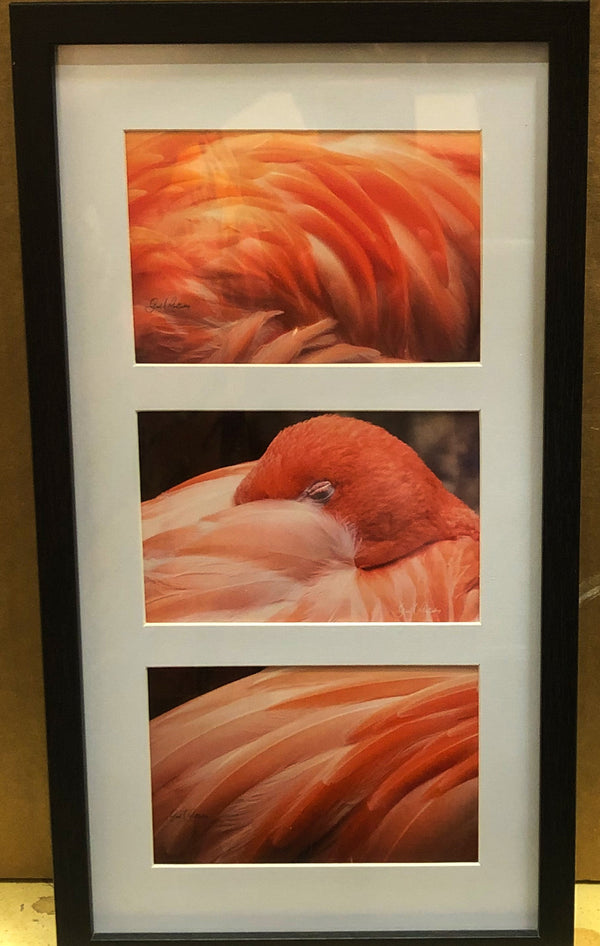 Flamingo Feathers Photography Print Series