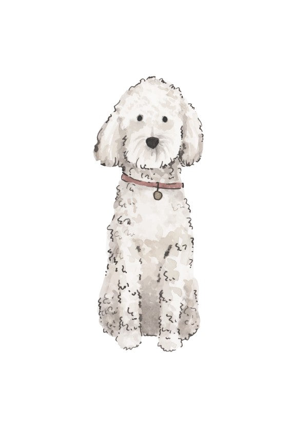 White Goldendoodle