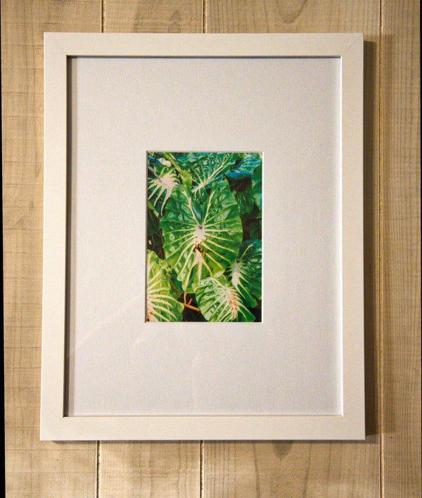 Elephant Ears Photography Print