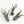 Load image into Gallery viewer, Tillandsia Medusae - Air Plant
