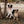 Load image into Gallery viewer, Seasoned Plaid Everyday Dog Bandana - 2
