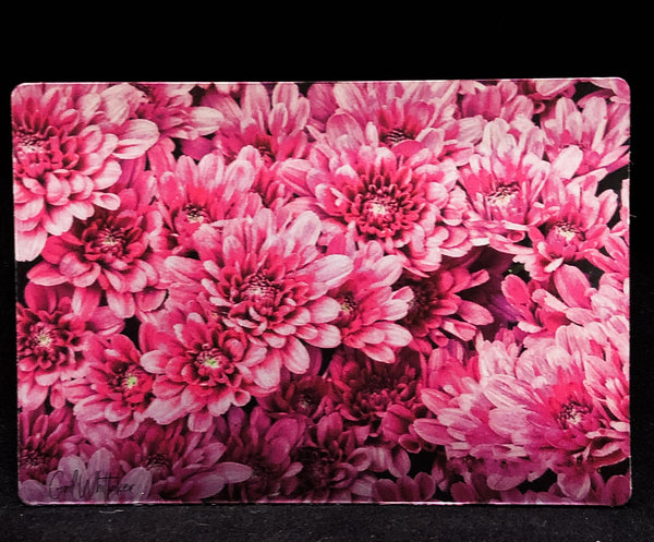 Pink Mums Photography Print - 1