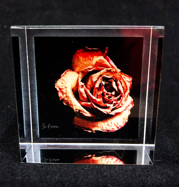 Antique Rose Photography Print