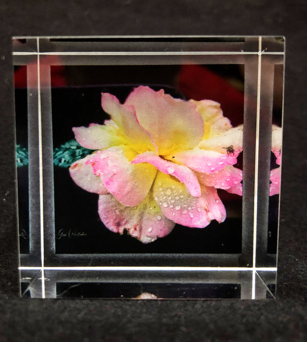 Rose with Fly Photography Print